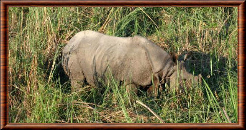 Rhinocéros indien 04