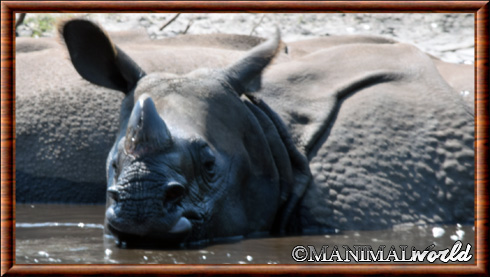 Rhinocéros indien 05
