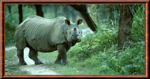 Rhinocéros indien