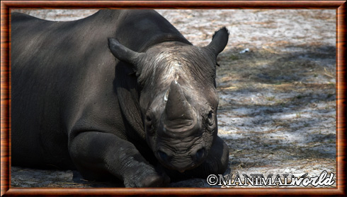 Rhinocéros noir 02