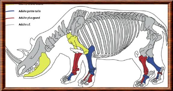 Rhinocerotidae anatomie