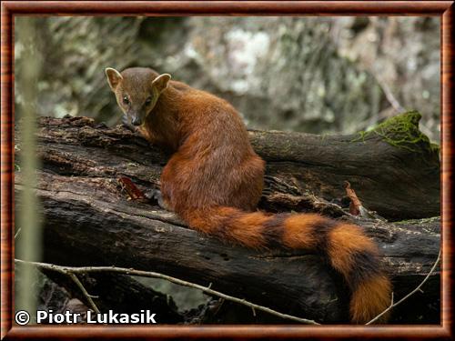 Ring-tailed mongoose (Galidia elegans)