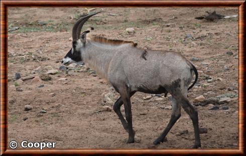 Roan antelope