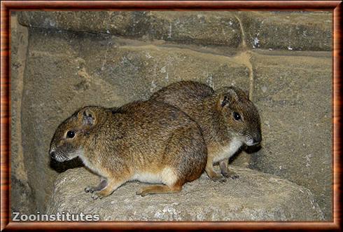 Rock Cavy (Kerodon rupestris)