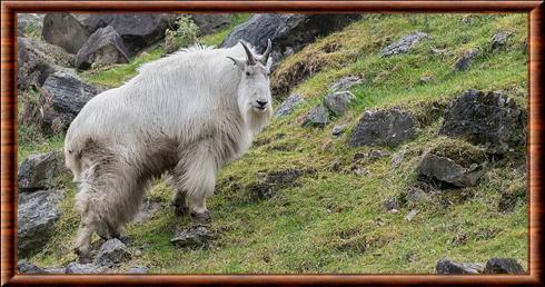 Rocky Mountain goat