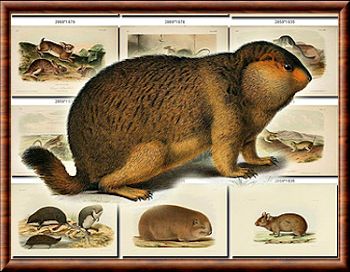 Les rodentiens Rodentiens