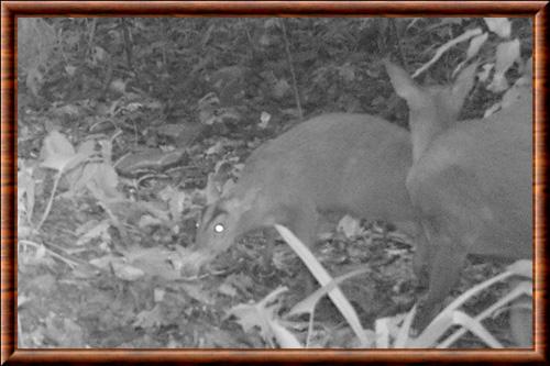 Roosevelt's muntjac (Muntiacus rooseveltorum)