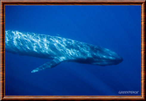 Rorqual bleu (Balaenoptera musculus)