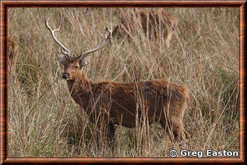 Cerf des marais du Sud (Rucervus duvaucelii branderi)