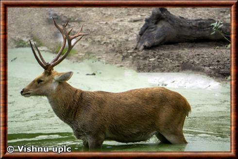 Rucervus duvaucelii