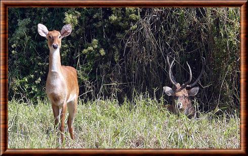 Sangai (Rucervus eldii eldii)