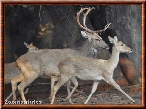 Cerf d'Eld thailandais (Rucervus eldii siamensis)