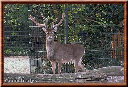 Cerf d'Eld de Birmanie (Rucervus eldii thamin)