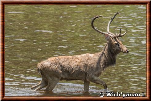 Rucervus eldii