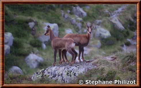 Isard des Pyrénées (Rupicapra pyrenaica pyrenaica)