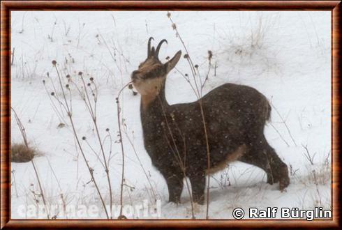 Chamois d'Anatolie Rupicapra rupicapra asiatica.jpg