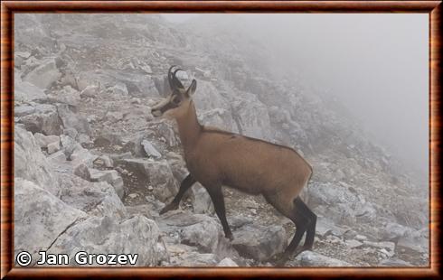 Chamois des Balkans Rupicapra rupicapra balcanica.jpg