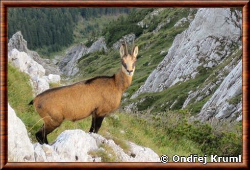 Chamois des Carpates Rupicapra rupicapra carpatica.jpg