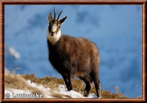 Chamois de la Chartreuse Rupicapra rupicapra cartusiana.jpg