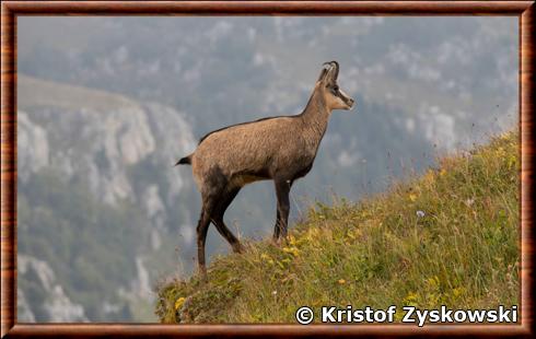 Chamois du Caucase Rupicapra rupicapra caucasica.jpg