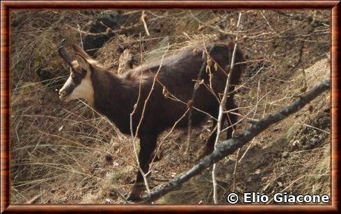 Chamois des Alpes Rupicapra rupicapra rupicapra.jpg