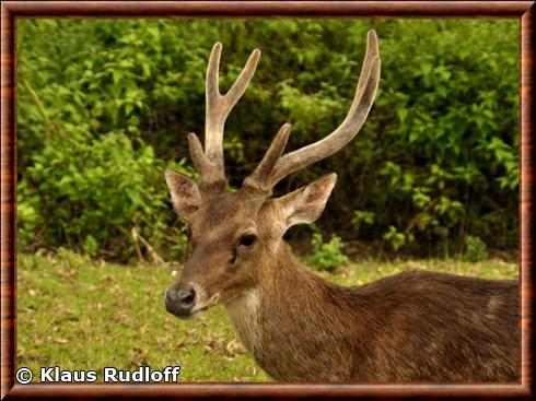 Cerf rusa de Sulawesi (Rusa timorensis macassaricus)