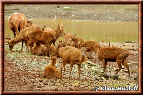 Cerf rusa de Java (Rusa timorensis russa)