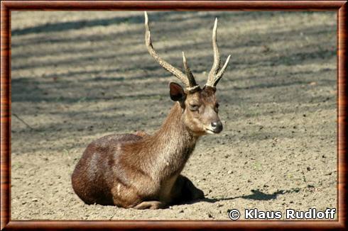 Cerf rusa de Timor (Rusa timorensis timorensis)