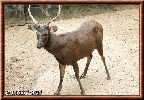 Sambar du Cambodge (Rusa unicolor cambojensis)