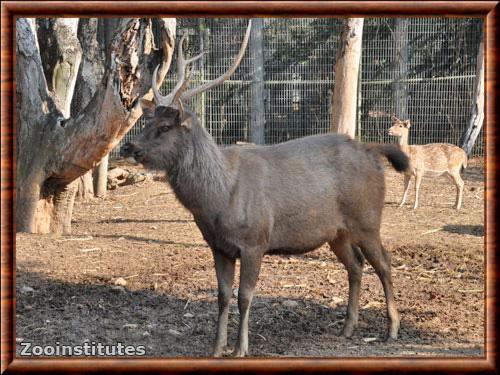 Sambar de Malaisie (Rusa unicolor equina)