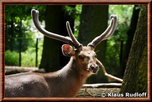 Sambar indien (Rusa unicolor niger)