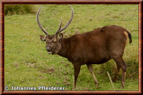 Sambar du Sri Lanka (Rusa unicolor unicolor)