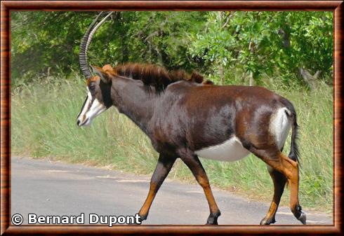 Sable antelope