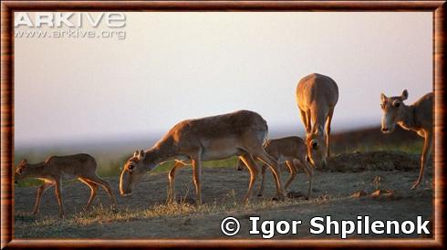 Saiga antelope