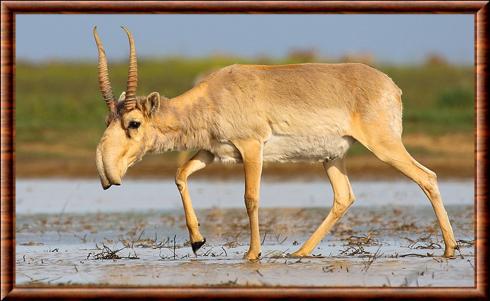 Saiga tatarica