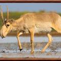 Saiga tatarica