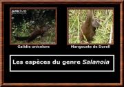 Salanoia