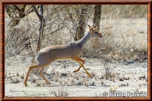 Salt's dik-dik