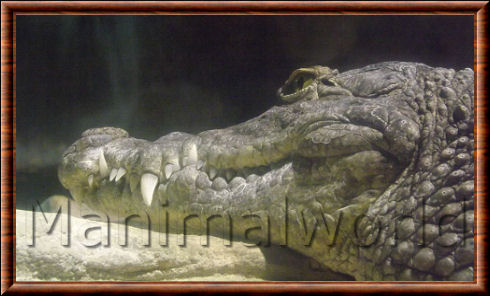 Saltwater crocodile