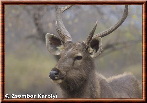 Sambar deer (Rusa unicolor)