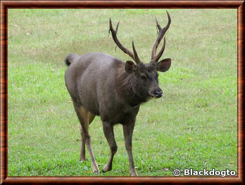 Sambar (Rusa unicolor)