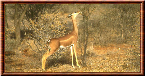 Gazelle girafe