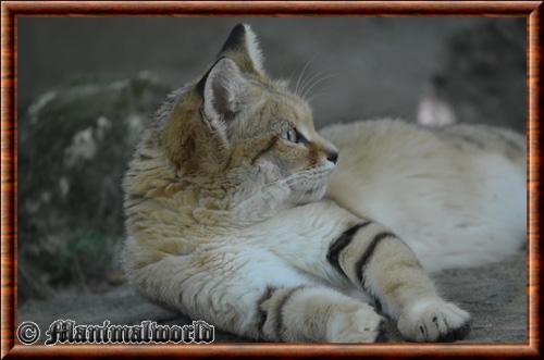 Sand cat (Felis margarita)