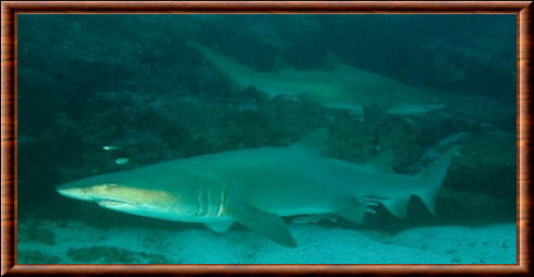 Sand tiger shark