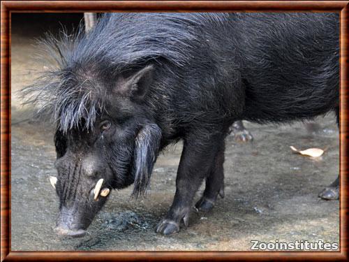 Sanglier des Philippines gros plan