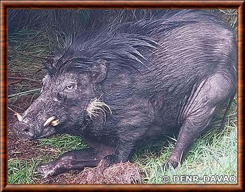 Sanglier des Philippines parc naturel du mont Apo