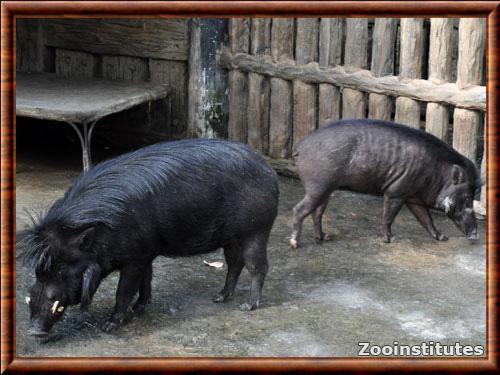 Sanglier des Philippines zoo Avilon