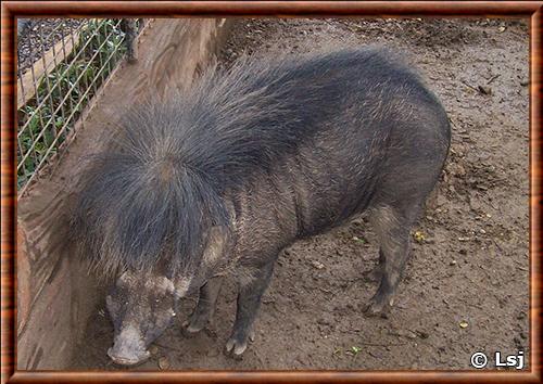 Sanglier des Philippines zoo Crocolandia