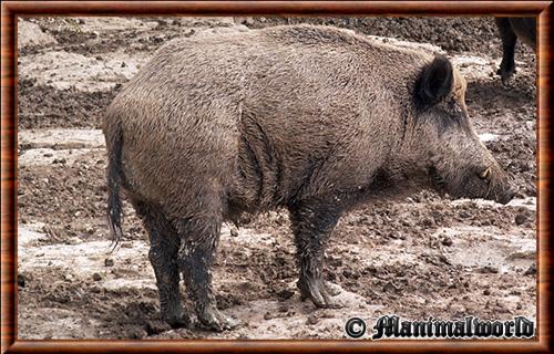 Sanglier (Sus scrofa)