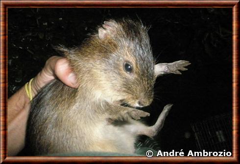 Santa Catarina's guinea pig (Cavia intermedia)